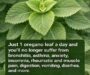 Oregano Leaf Herbal Tea